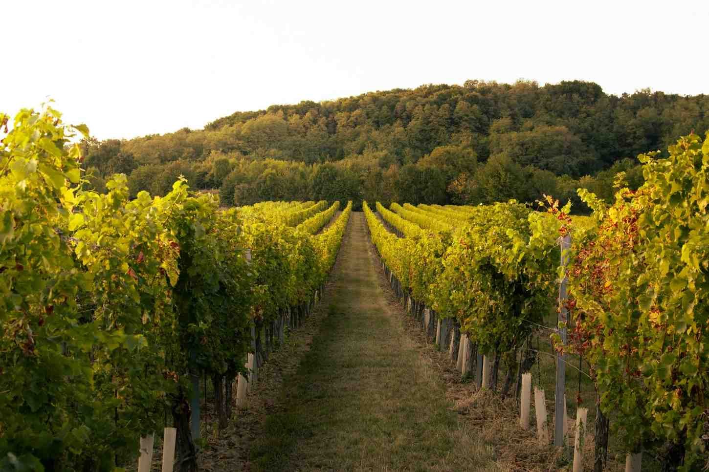 Wine Routes - vineyard travel experiences